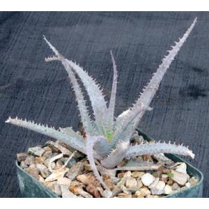 Aloe parvula 5-inch pots