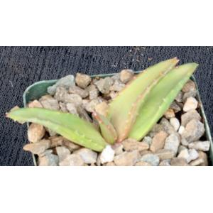 Aloe pearsonii 4-inch pots
