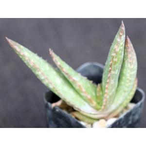 Aloe pearsonii (pink flower) 2-inch pots