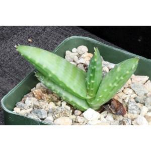 Aloe pearsonii x Gasteria glomerata 4-inch pots