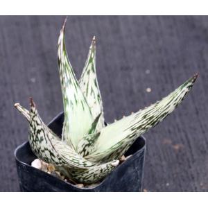 Aloe peckii 2-inch pots