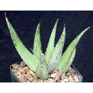 Aloe peckii 5-inch pots