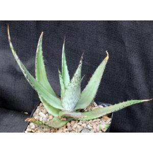 Aloe peckii one-gallon pots