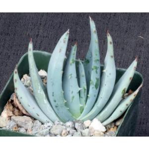 Aloe peglerae 4-inch pots