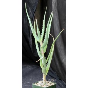 Aloe penduliflora (WY 1009) 4-inch pots