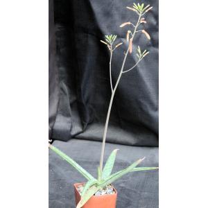 Aloe perdita 4-inch pots