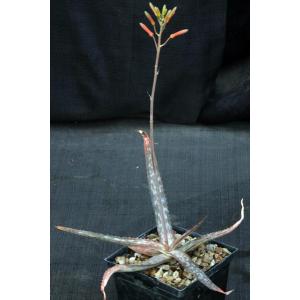 Aloe perdita 5-inch pots
