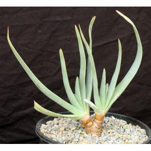 Aloe plicatilis 2-gallon pots