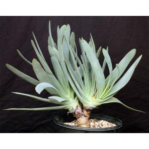 Aloe plicatilis 3-gallon pots