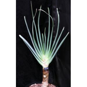 Aloe plicatilis 2-gallon pots