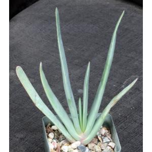 Aloe plicatilis 4-inch pots