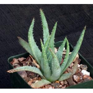 Aloe pratensis 4-inch pots