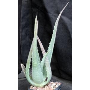 Aloe pseudorubroviolacea 5-inch pots