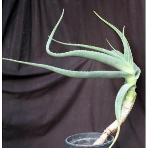 Aloe pseudorubroviolacea 5-gallon pots