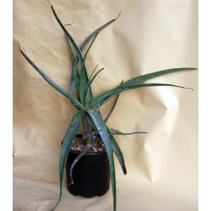 Aloe pubescens 2-gallon pots