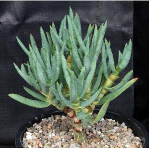 Aloe ramosissima 2-gallon pots