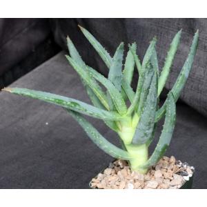 Aloe ramosissima 4-inch pots