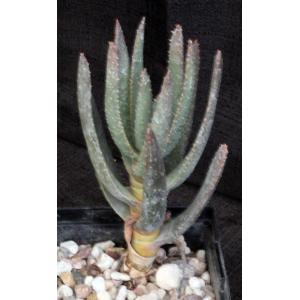 Aloe ramosissima 5-inch pots