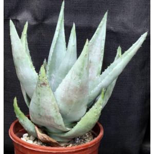 Aloe reitzii one-gallon pots