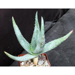 Aloe reitzii 4-inch pots