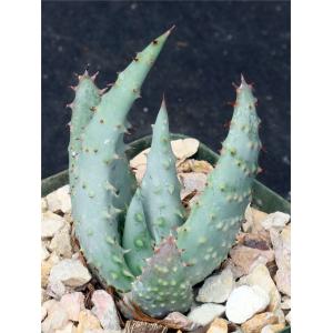Aloe reitzii 4-inch pots