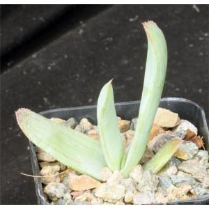 Aloe reynoldsii 2-inch pots