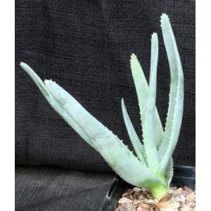 Aloe richaudii 5-inch pots
