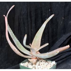 Aloe richaudii 4-inch pots, Arid Lands Greenhouses