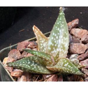 Aloe ruffingiana 4-inch pots