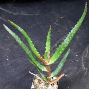 Aloe rupestris 3-inch pots