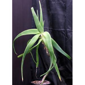 Aloe sabaea 3-gallon pots