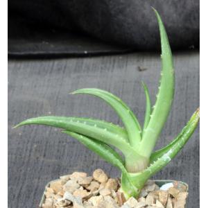 Aloe scobinifolia 4-inch pots