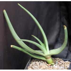 Aloe scobinifolia one-gallon pots