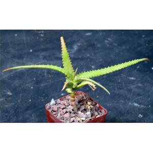 Aloe scorpiodes 4-inch pots