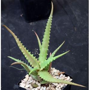 Aloe scorpiodes 5-inch pots