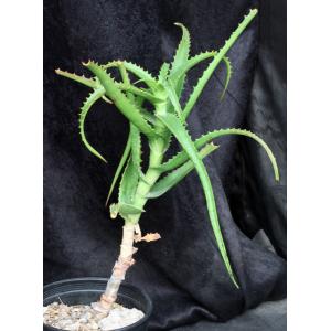 Aloe scorpiodes one-gallon pots