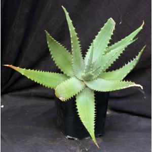 Aloe secundiflora (WY 1021) one-gallon pots
