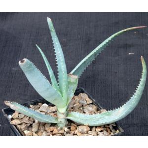 Aloe sereti (Cameroon) 5-inch pots