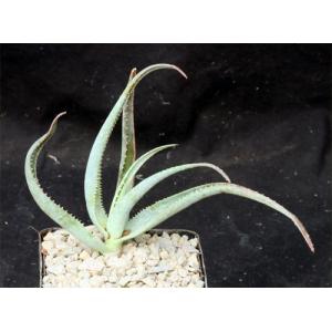 Aloe sereti (Cameroon) 5-inch pots