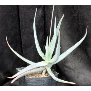 Aloe sereti (Cameroon) one-gallon pots