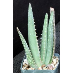 Aloe shadensis 3-inch pots