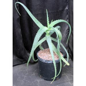 Aloe sinana 3-gallon pots