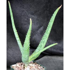 Aloe sinana 4-inch pots
