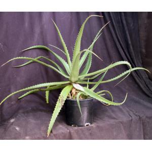 Aloe sinana 2-gallon pots