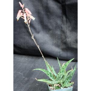 Aloe somaliensis 4-inch pots