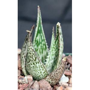 Aloe somaliensis var. marmorata 4-inch pots