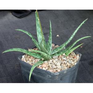 Aloe somaliensis var. marmorata one-gallon pots