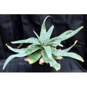 Aloe sp. (Baviaanskrantz, RSA) 2-gallon pots