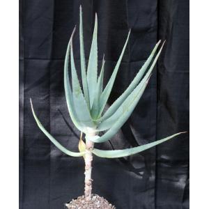 Aloe speciosa (hexapetala) one-gallon pots