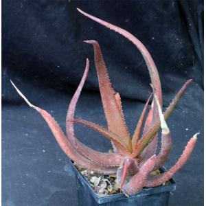 Aloe spicata 4-inch pots